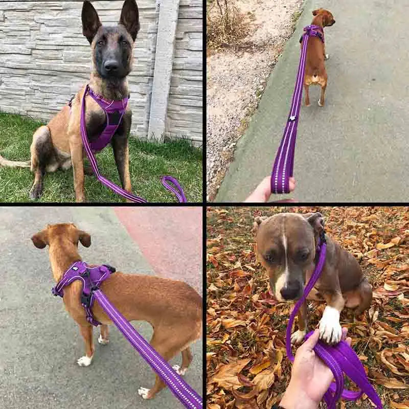 Truelove 200Cm Nylon Dog Lead Leash Running Reflective Dog Training Leash Purple Pet Leash For Small Large Dogs Correa Perro - PST PS Tradings